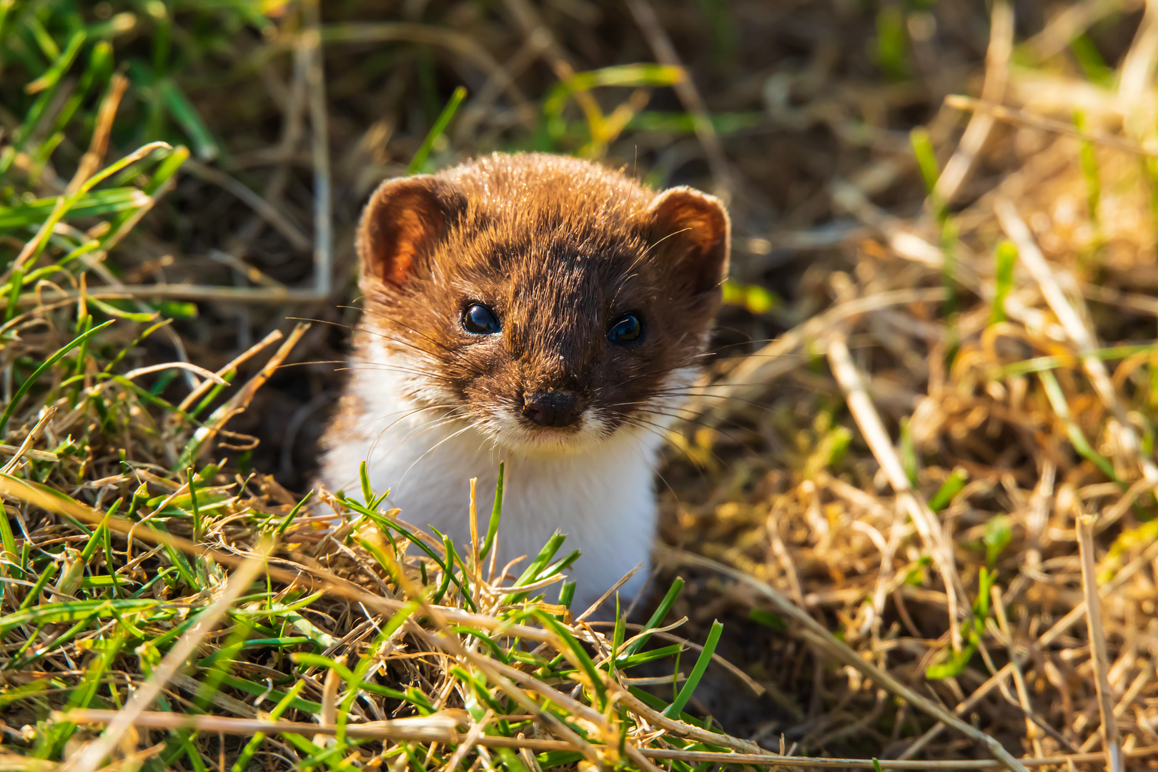 Mauswiesel Foto & Bild | natur, tiere, wildlife Bilder auf fotocommunity