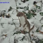 Mauswiesel im anderen Schlopa-Revier ..