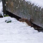 Mauswiesel im Schnee (Doku)