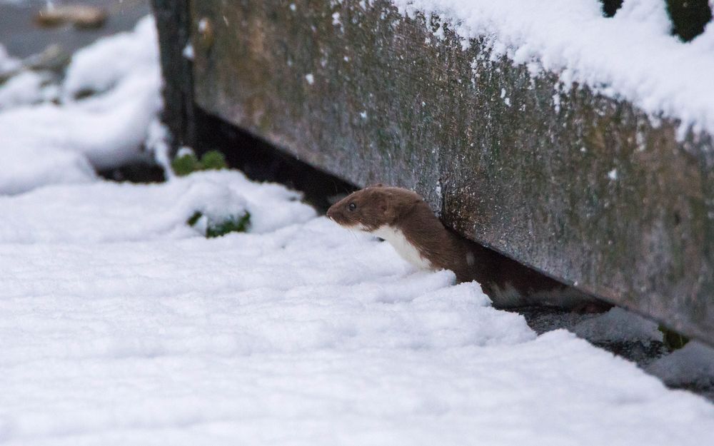 Mauswiesel im Schnee (Doku) Foto & Bild | tiere, wildlife ...