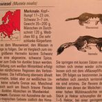 Mauswiesel Info