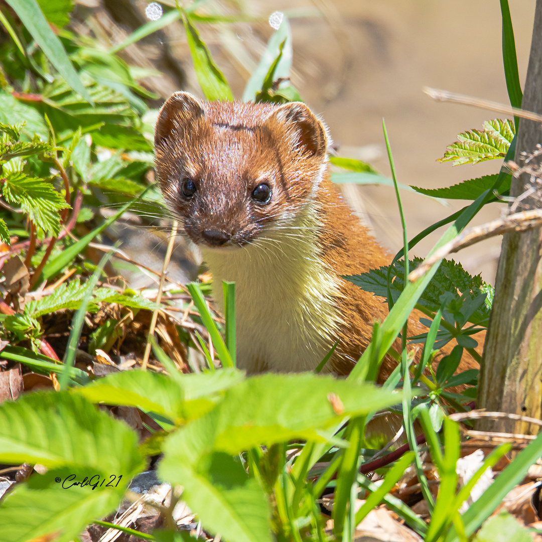 Mauswiesel (Mustela nivalis) (1)