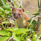 Mauswiesel (Mustela nivalis) (1)