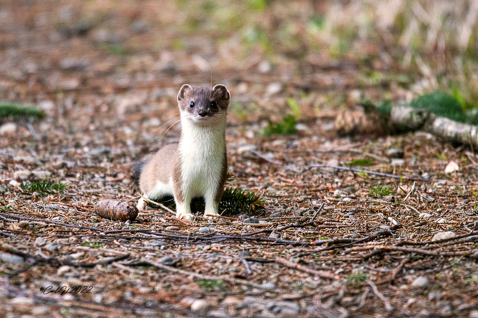 Mauswiesel (Mustela nivalis) 