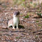 Mauswiesel (Mustela nivalis) 