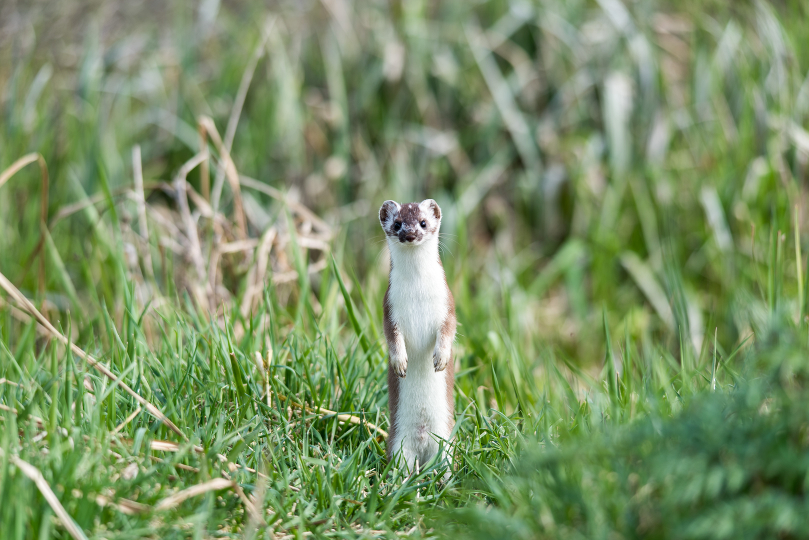 Mauswiesel (Mustela nivalis)