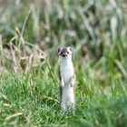 Mauswiesel (Mustela nivalis)