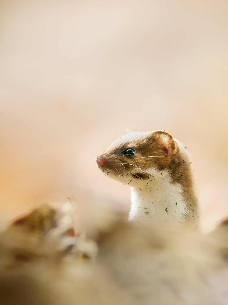 Mauswiesel (Mustela nivalis)