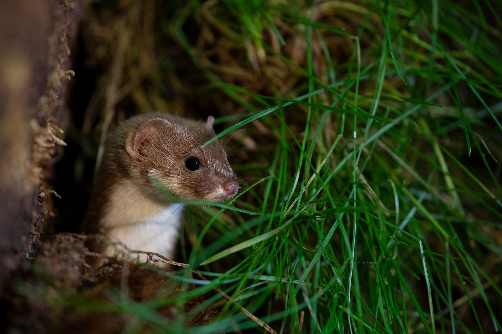 Mauswiesel - Mustela nivalis