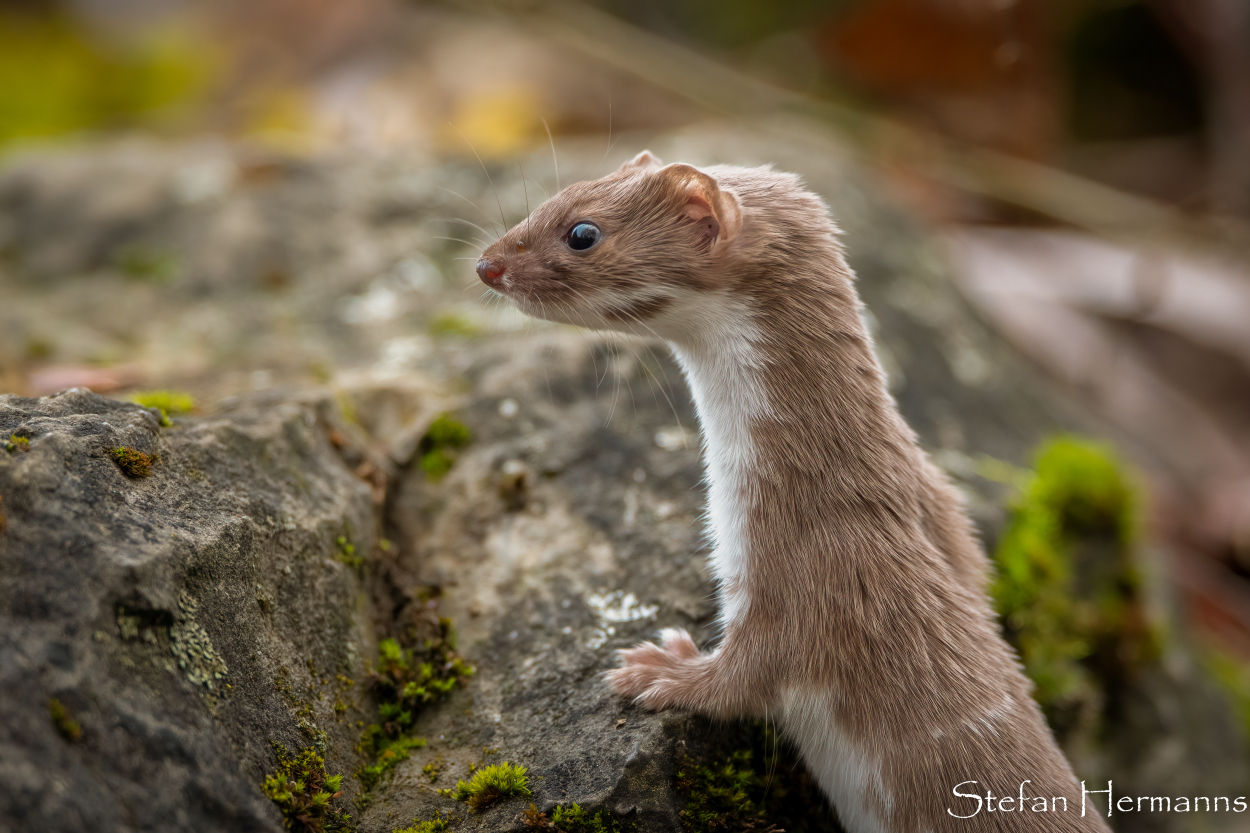 Mauswiesel (Mustela nivalis)