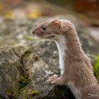 Mauswiesel (Mustela nivalis)