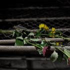 Mauthausen Memorial 2014