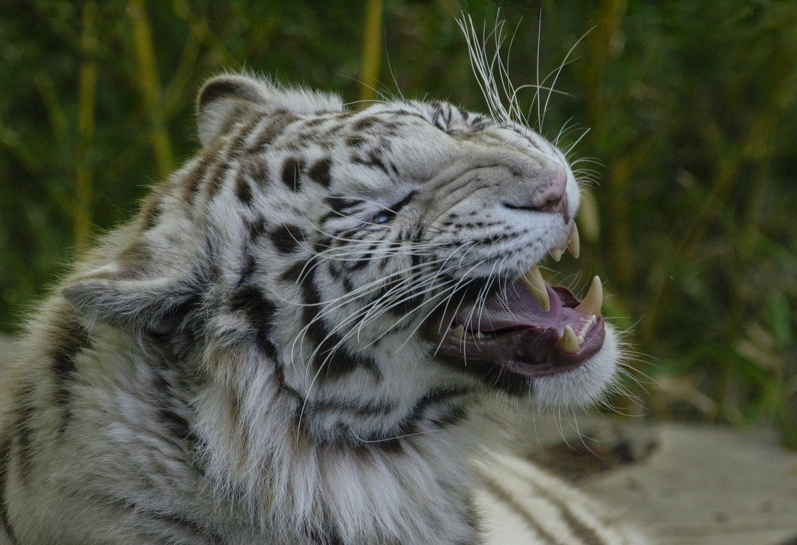 Mauvaise humeur (Panthera tigris, tigre du Bengale)