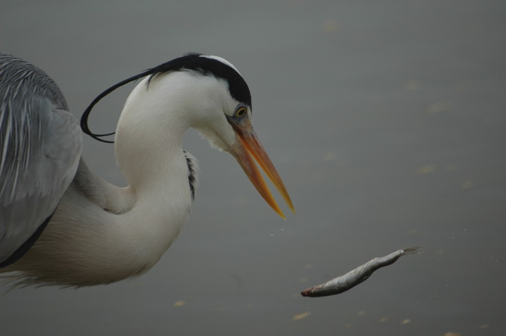 mauvaise pêche