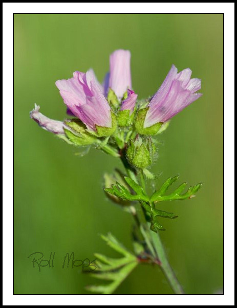 Mauve alcée...