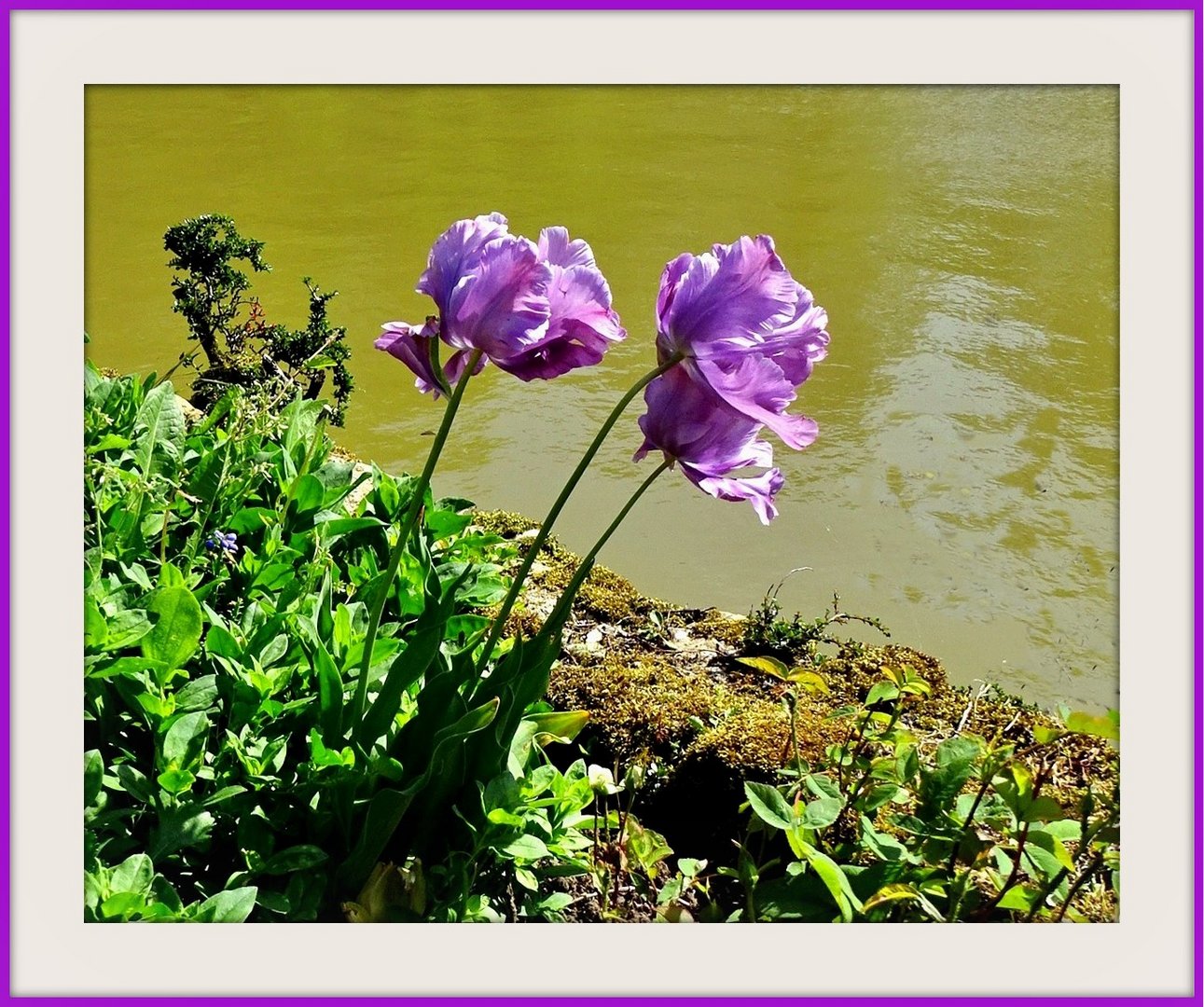 Mauve au château de Souverain Moulin