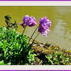 Mauve au château de Souverain Moulin