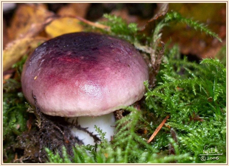 Mauve fungi