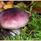 Mauve fungi