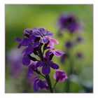 "Mauve-Lack" Erysimum Bowles Mauve