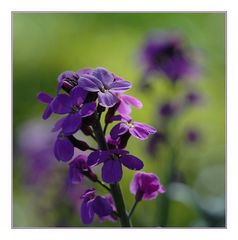 "Mauve-Lack" Erysimum Bowles Mauve