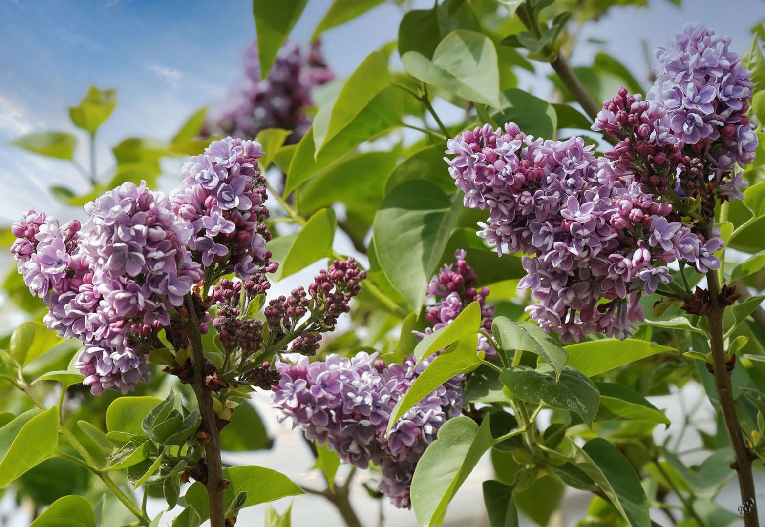 Mauve, le lilas embaume mon jardin.....