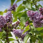 Mauve, le lilas embaume mon jardin.....