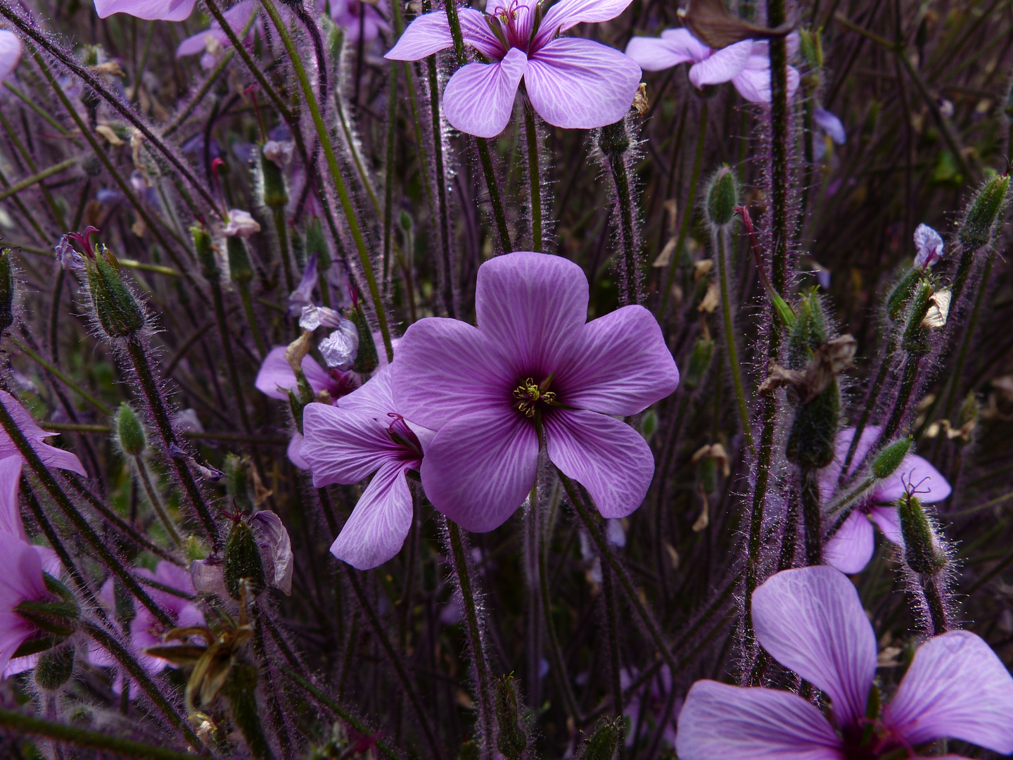 Mauve mystère