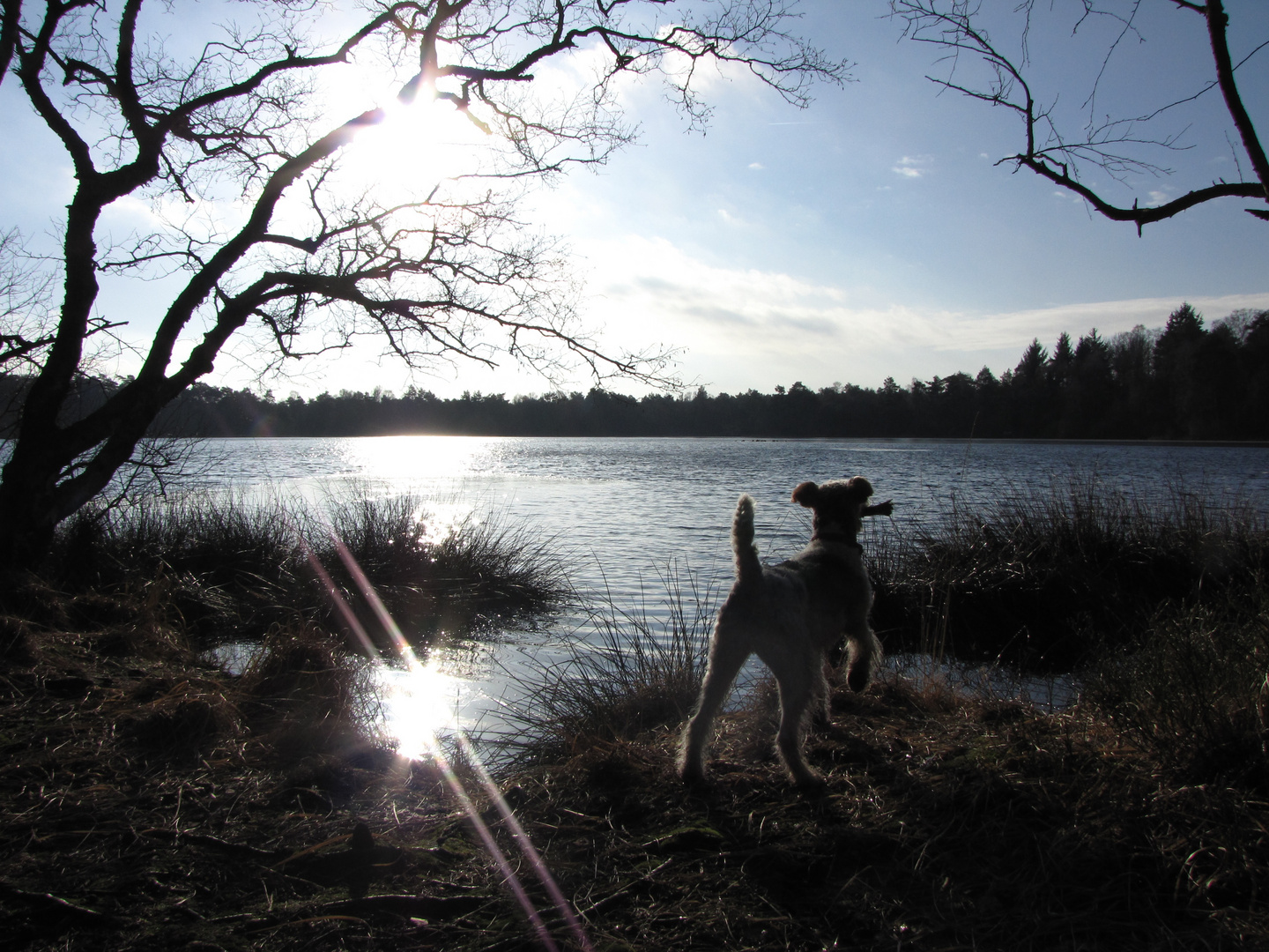 Max am Bullensee