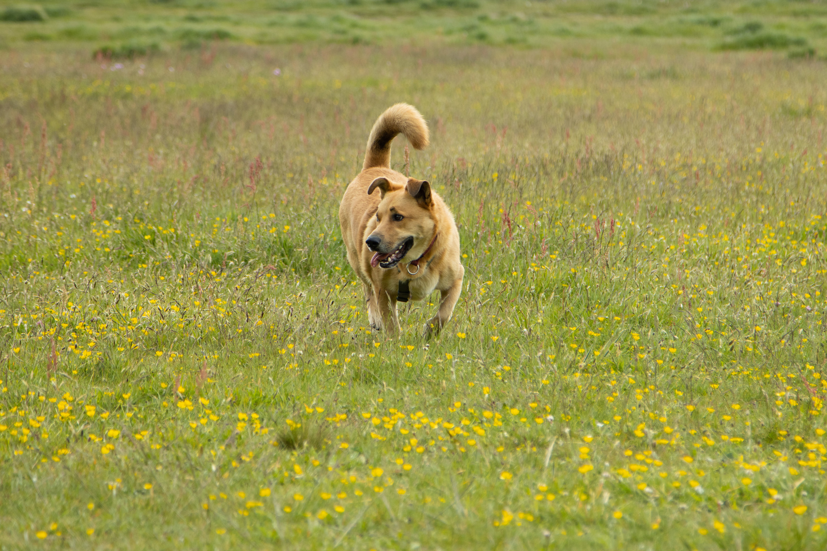 Max auf einer Hundwiese