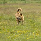 Max auf einer Hundwiese