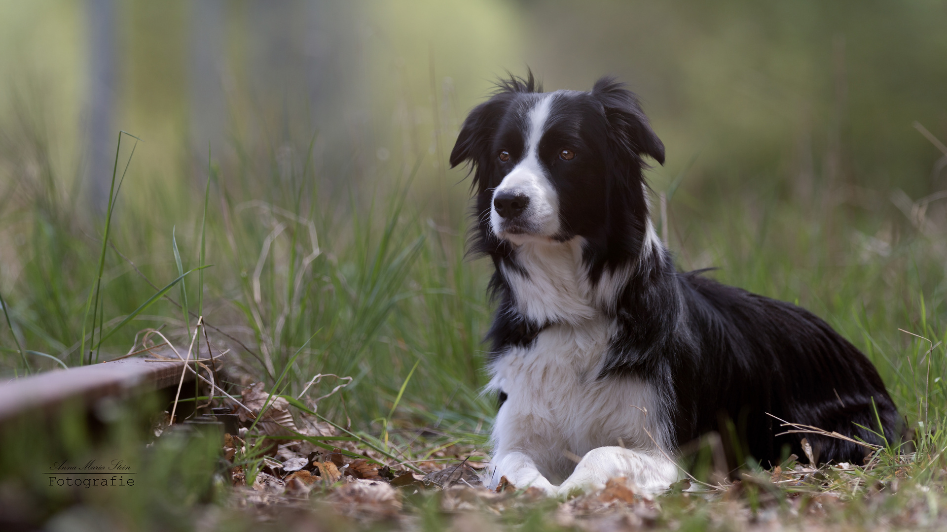 Max - Border Collie