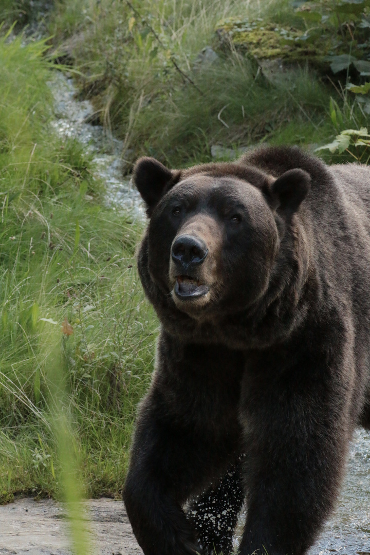 Max der Bär