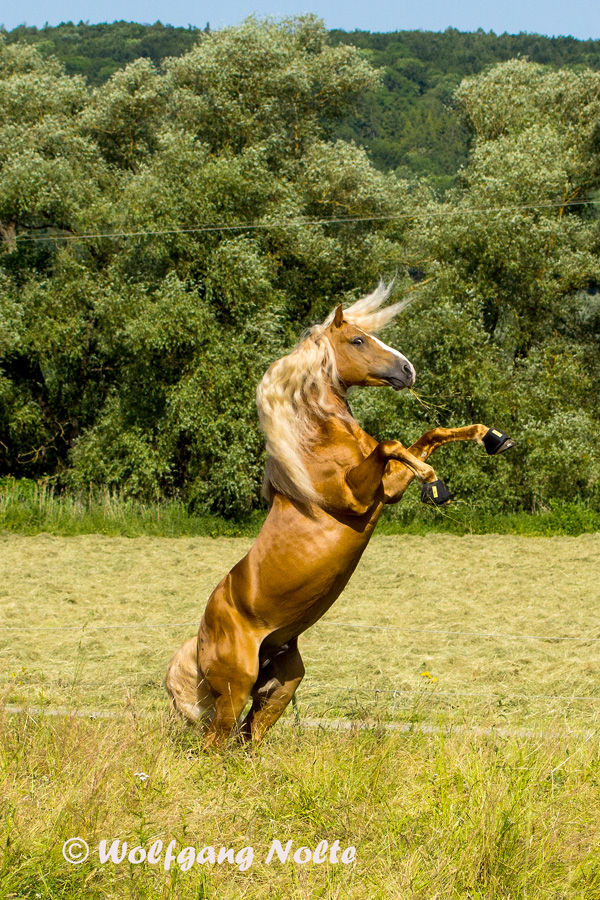 Max , der Haflinger