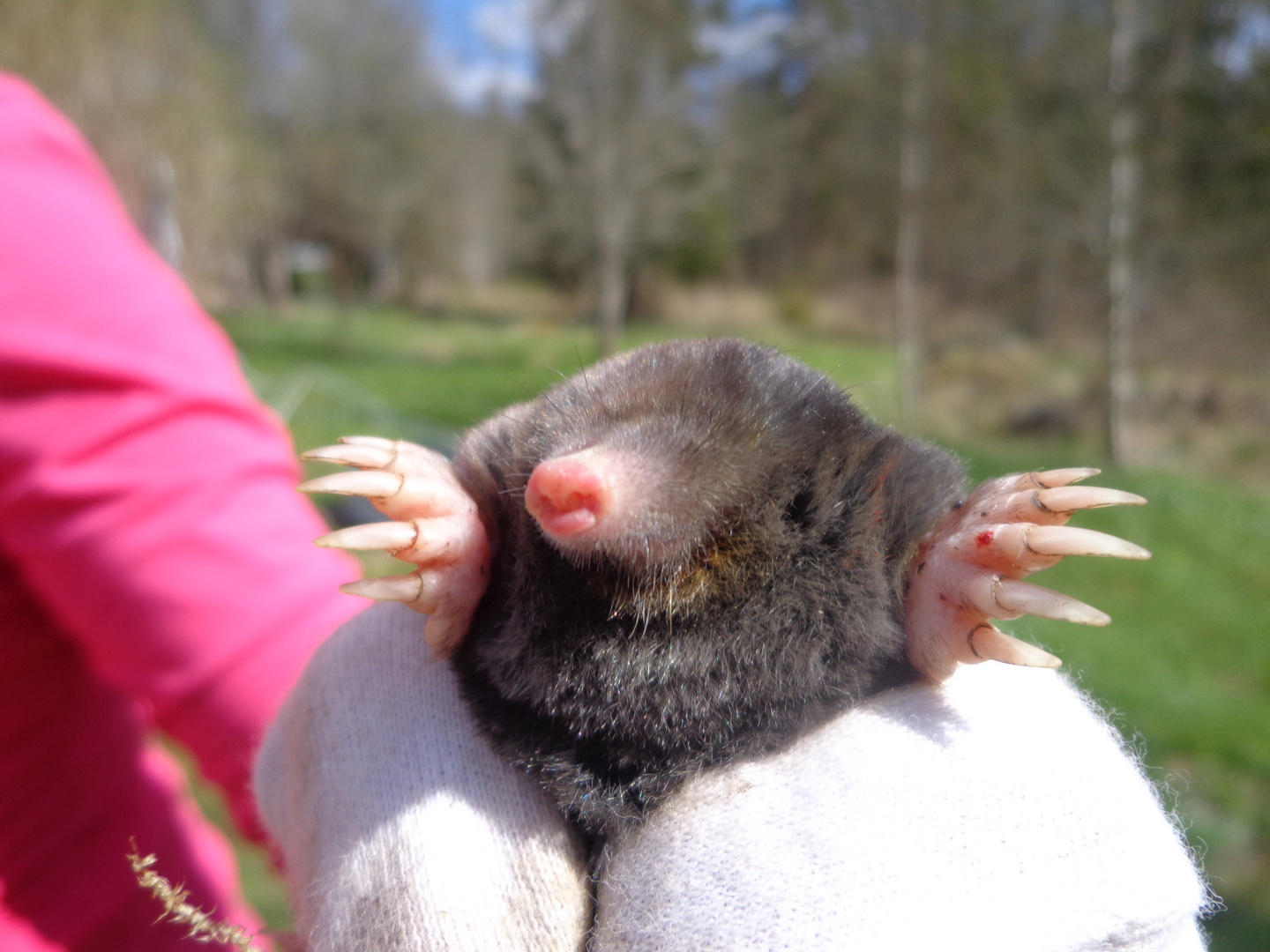 Max der Maulwurf Foto & Bild tiere, tierfreundschaften