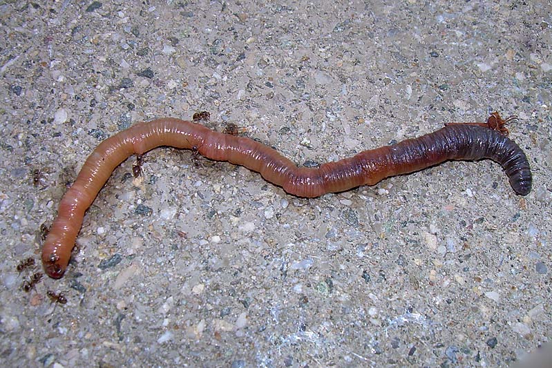 Max der Wurm Foto & Bild tiere, natur Bilder auf