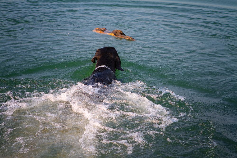 Max geht baden