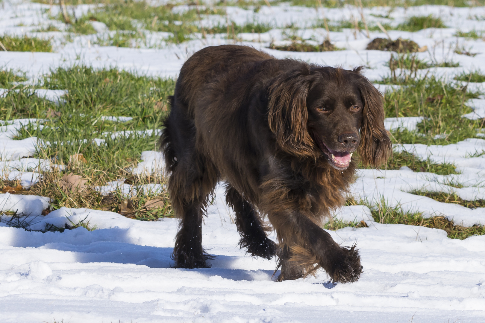 Max genießt den kargen Schnee