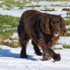 Max genießt den kargen Schnee