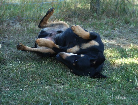 Max genießt den Schatten