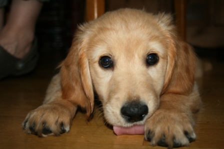 Max - Golden Retriever