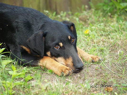 Max im Garten