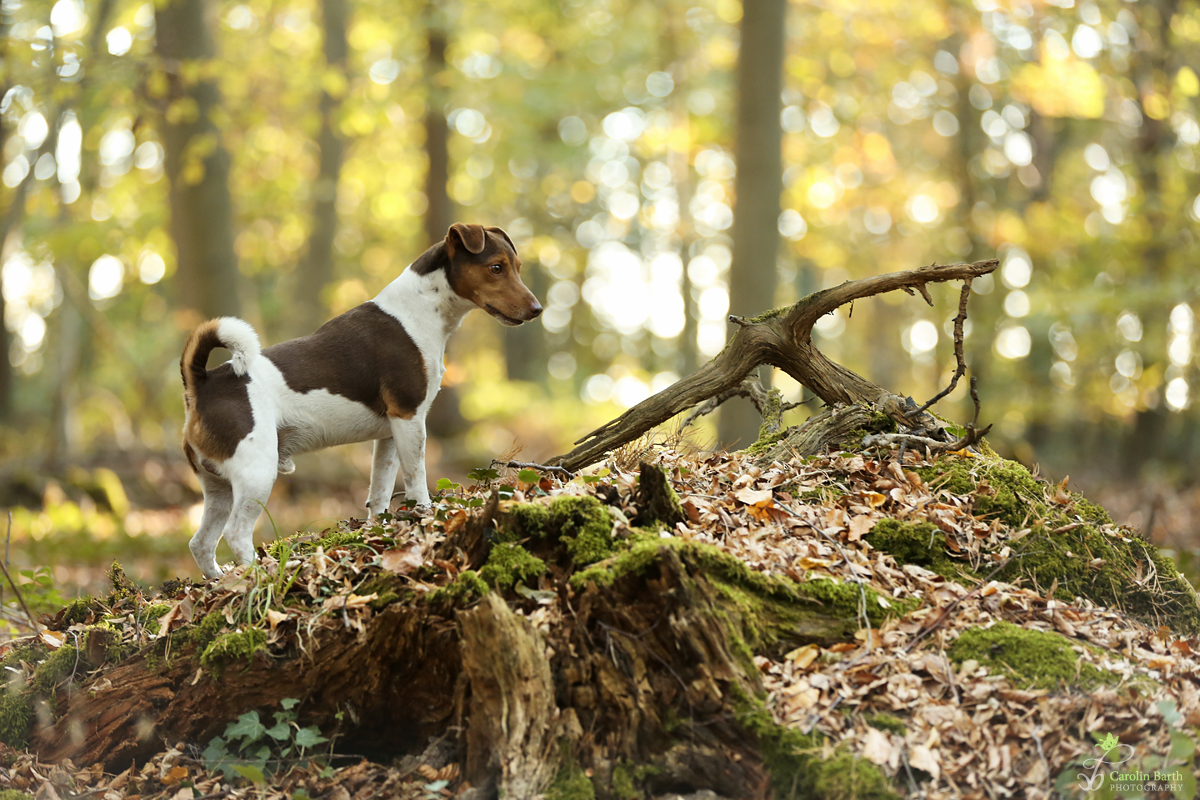 Max im Herbstwald