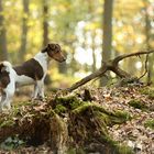 Max im Herbstwald