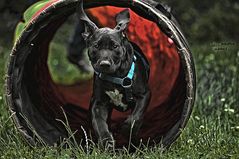 Max im Hundekindergarten