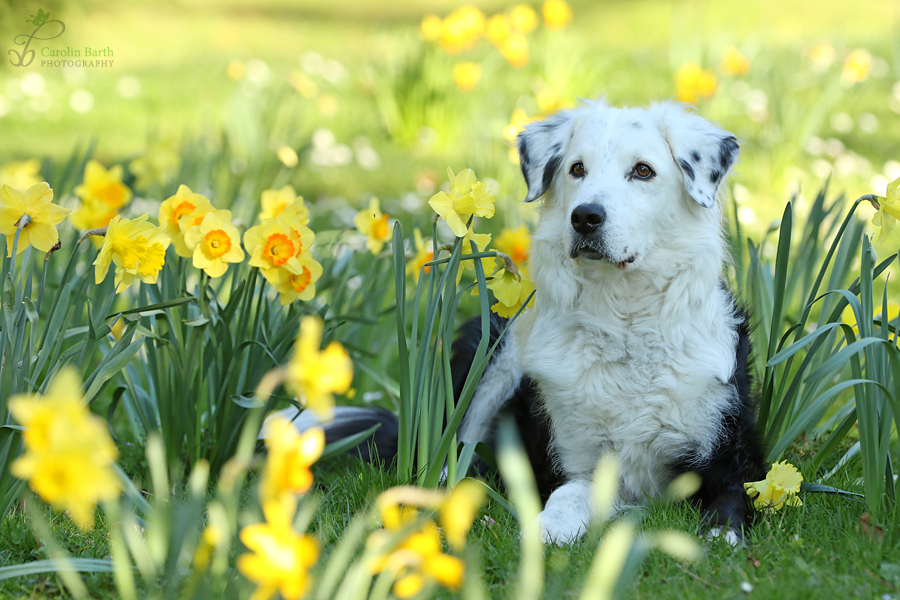 Max im Osterglockenmeer