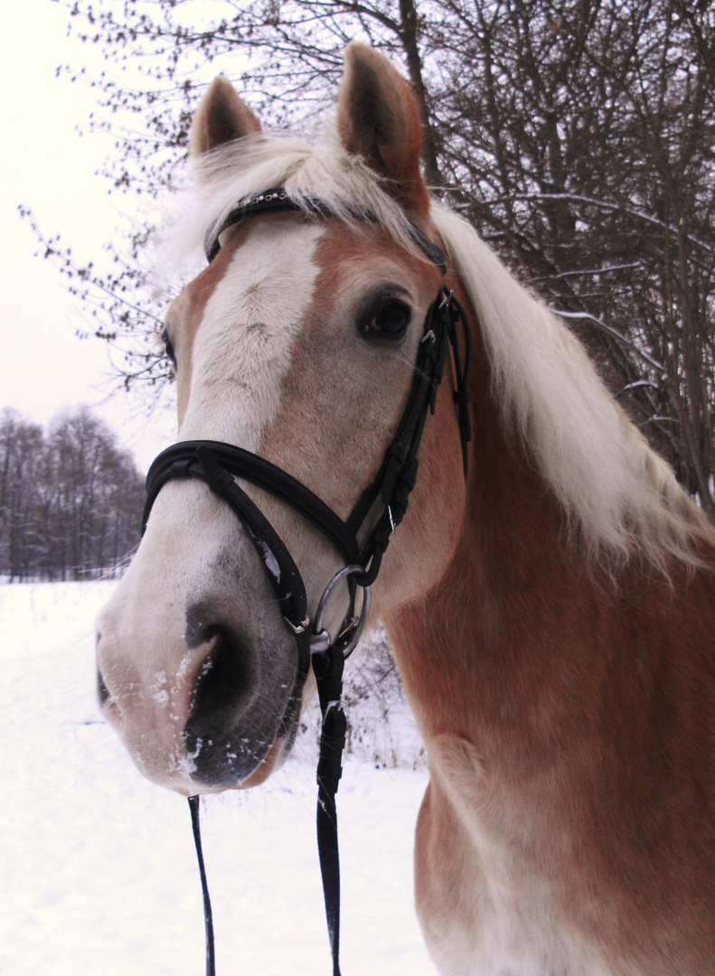 Max im Schnee