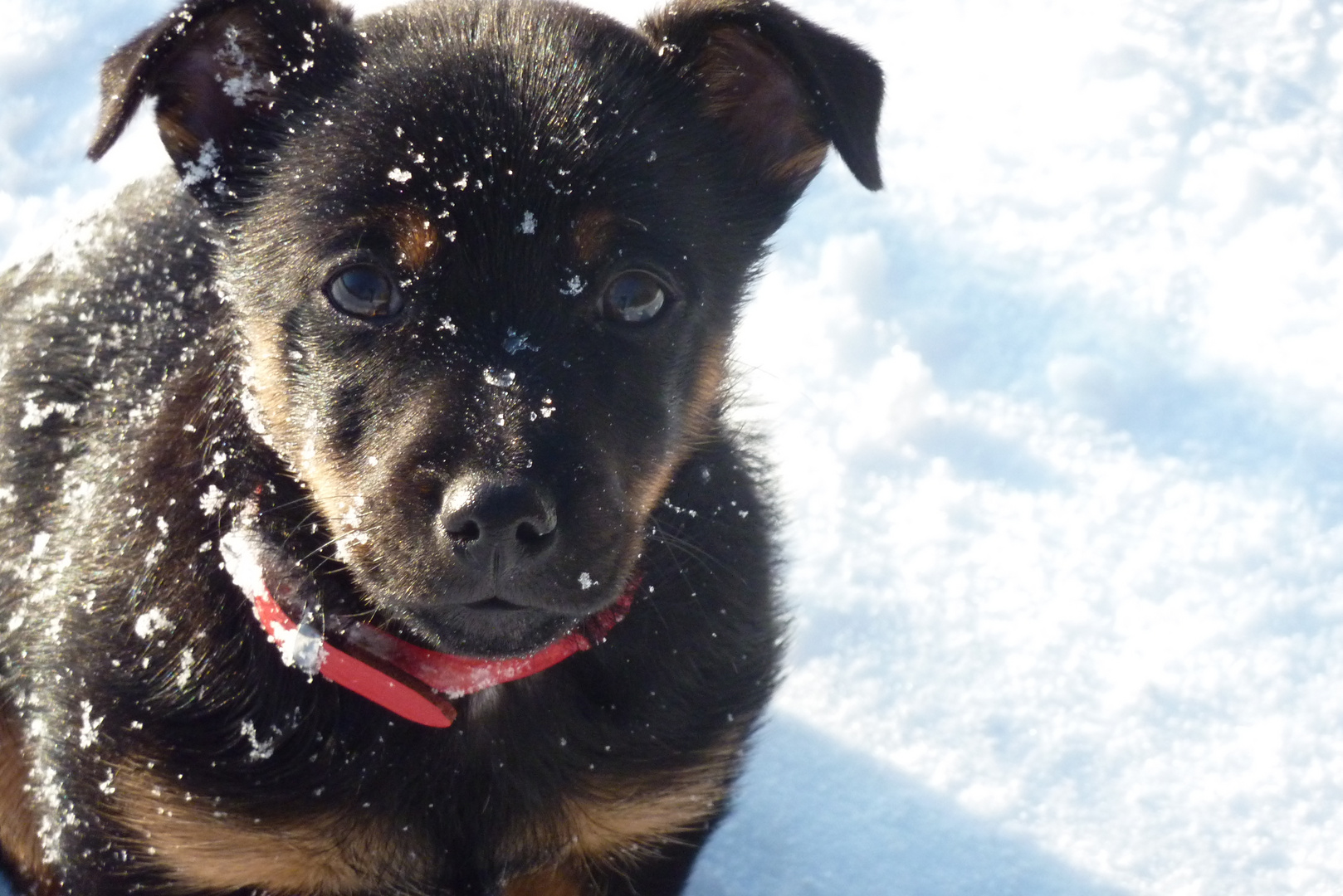 Max im Schnee.