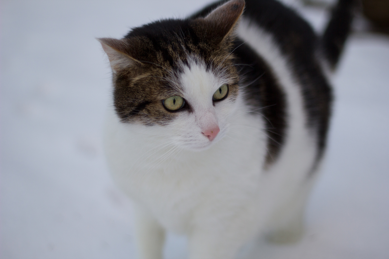 Max im Schnee