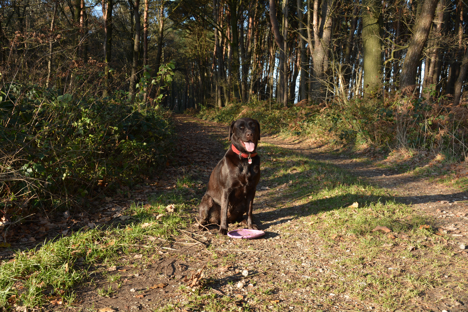 Max im Wald